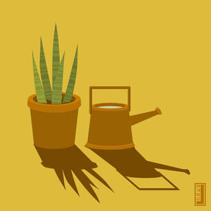 Snake Plant